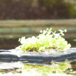 Plantmanden