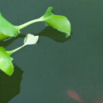 Groen water