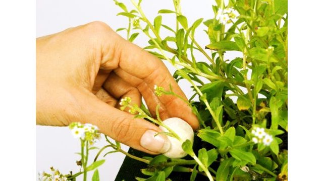 Super Growth Balls XL