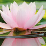 Plantaarde/substraat