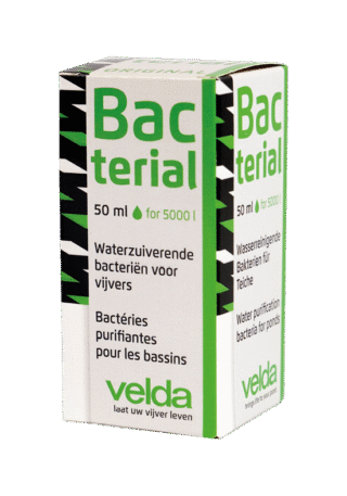 Bacterial