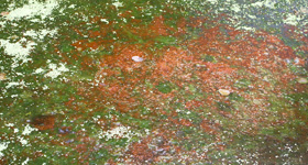 Brown algae