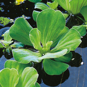 Pflanzen einheimische Wasserpflanzen Schwimmpflanzen für den Teich Feenmoos 