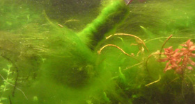 Beard algae are also referred to as black pointed algae or red algae