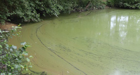 Blue-green algae actually are no algae but bacteria