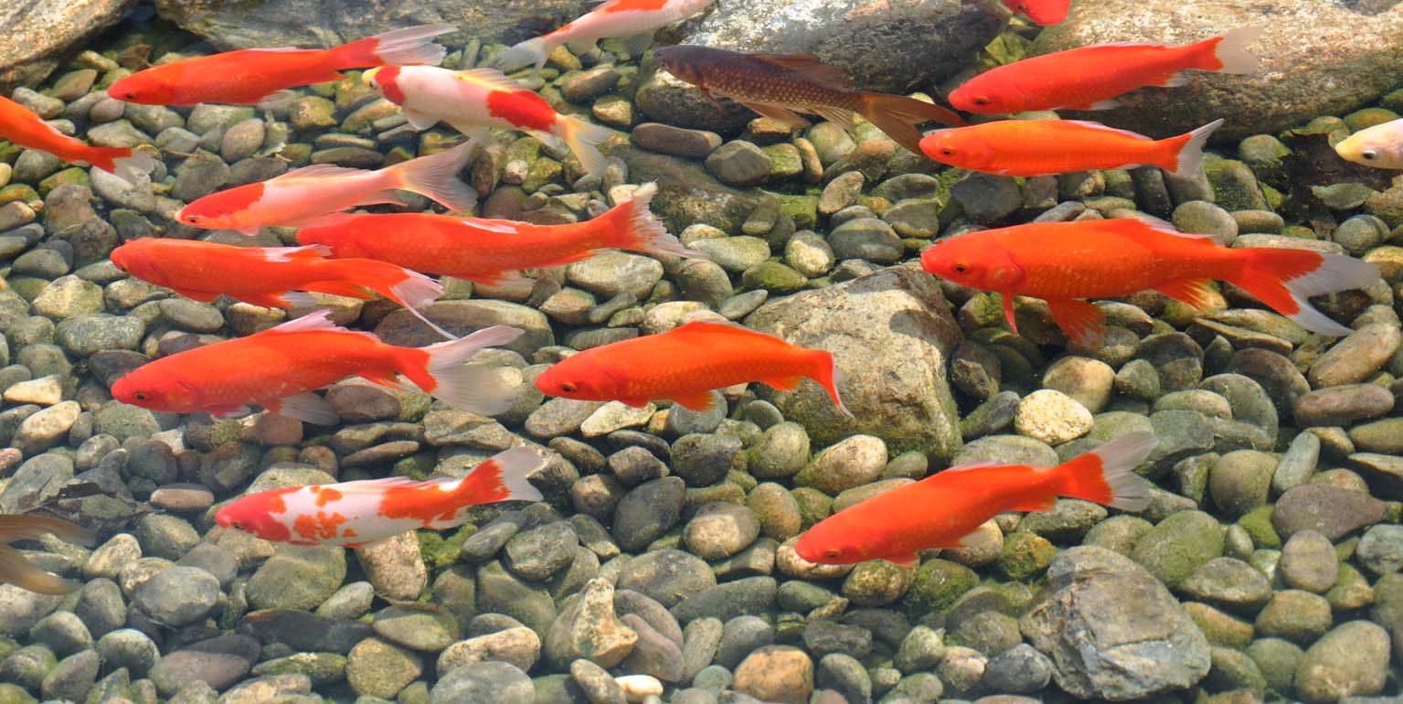 Goldfish, the best-known pond fish 