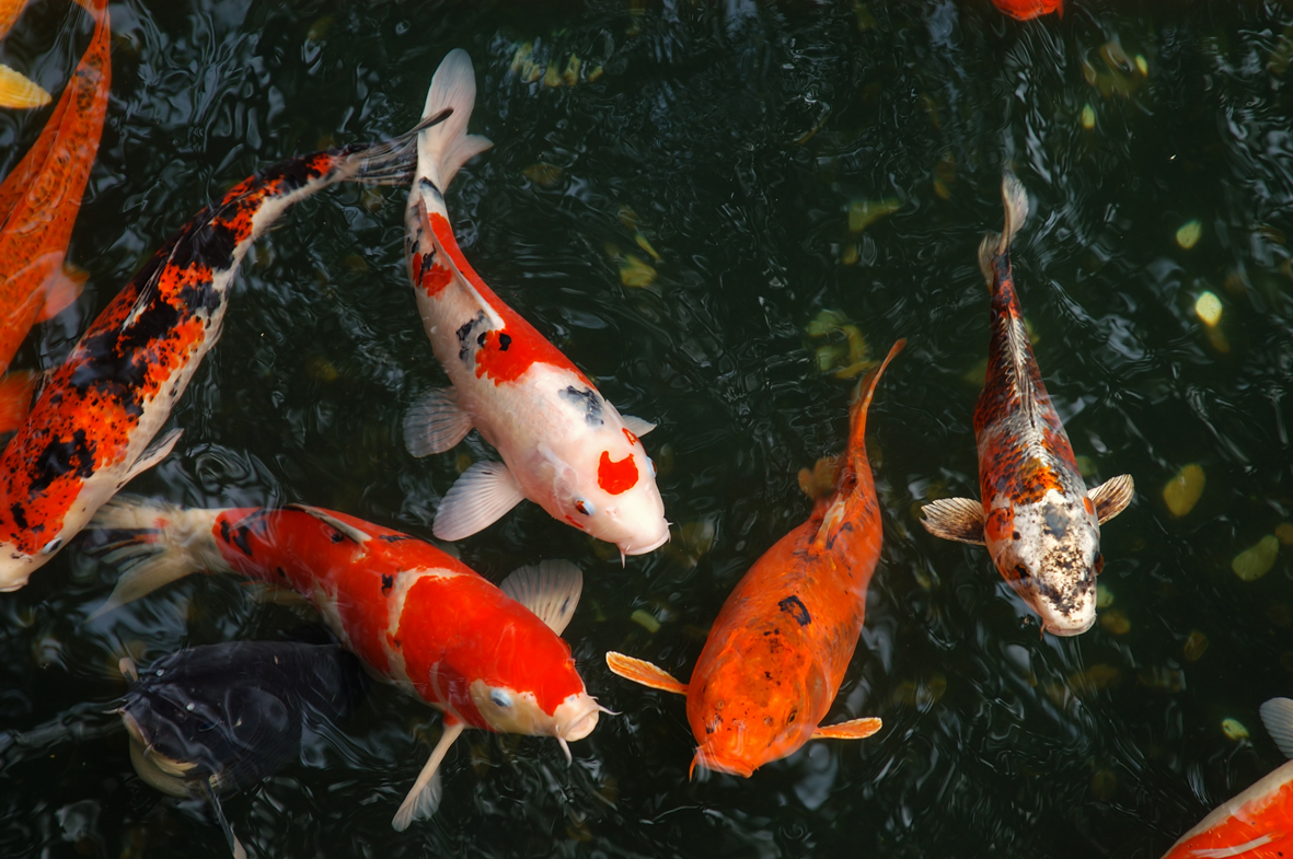 Pond fish, which species, feeding and health