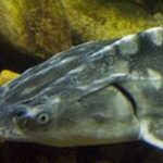 Sturgeon feed