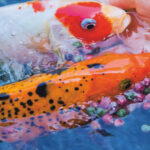 Fish Feed