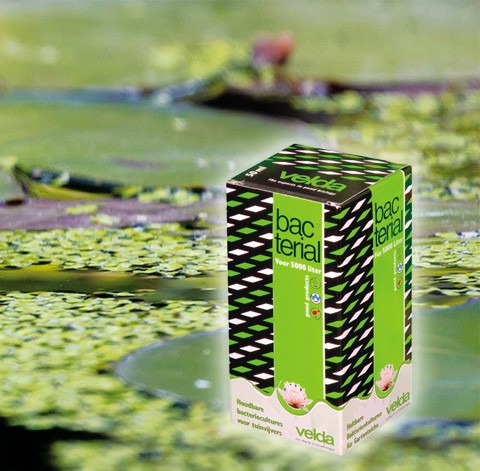 Bakteriell für den Teich