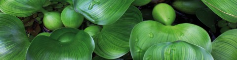 Plantes à oxygène