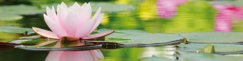 Teichtipps für den Frühling