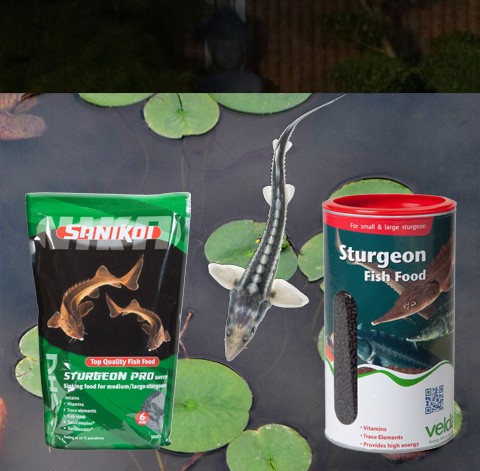 aliments pour les esturgeons