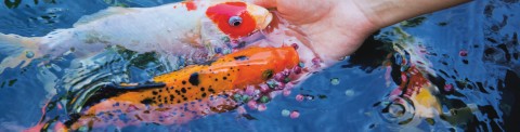 Nourriture pour les poissons