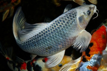 The Ghost Koi, cheap to buy and disease resistant