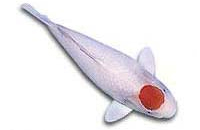 Tancho