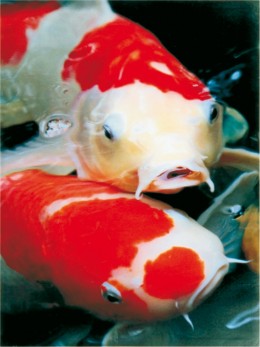 The koi carp or Japanese Koi can reach 70 to 80 cm in length and be as old as 40 years