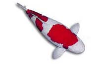 kohaku2