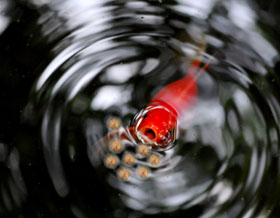 Feeding fish Velda There are many types of fish food.