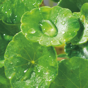 Oxygen plants are very useful for keeping water clear and healthy
